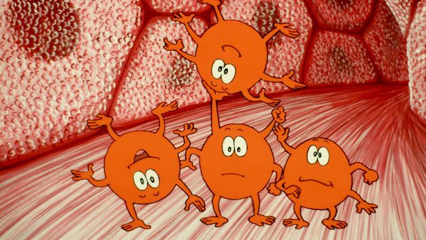 Érase una vez... El cuerpo humano - Los músculos