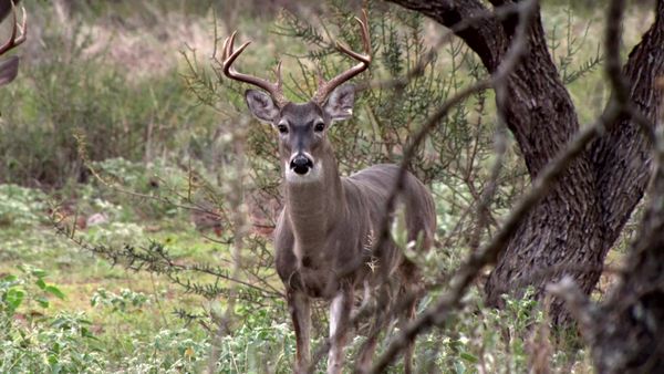 Americana Outdoors - Field Testing the Garmin Xero X1i and the Trinity Oaks Purple Heart Heroes Celebration Hunt