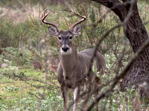 Americana Outdoors - Field Testing the Garmin Xero X1i and the Trinity Oaks Purple Heart Heroes Celebration Hunt