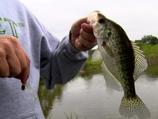 Fisherman's Handbook - Inside our Tackle Box with SPRO