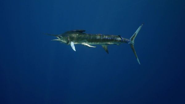 Sport Fishing TV - The World's Aquarium