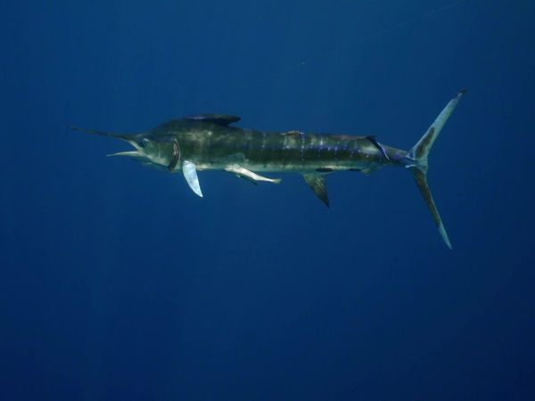 Sport Fishing TV - The World's Aquarium