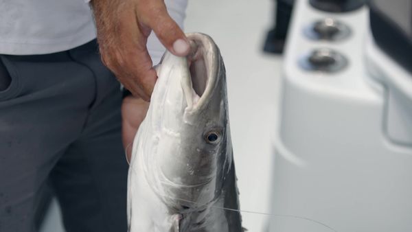 Sport Fishing TV - The Chain That Binds