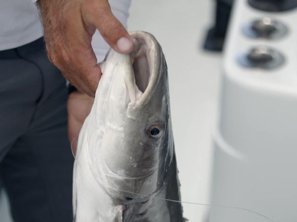 Sport Fishing TV - The Chain That Binds