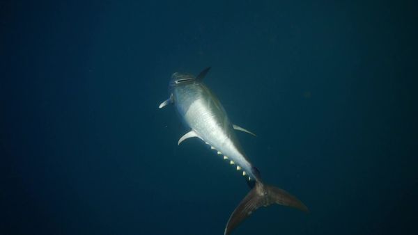 Sport Fishing TV - The Giants of November