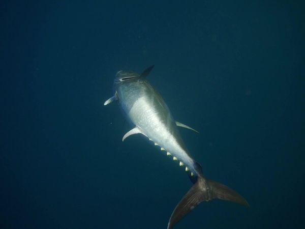 Sport Fishing TV - The Giants of November