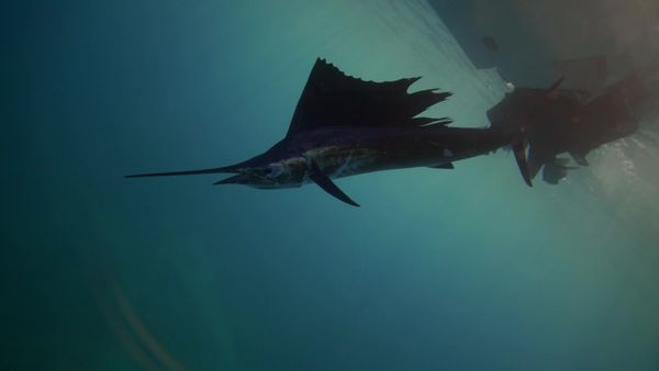 Sport Fishing TV - Winter Isle