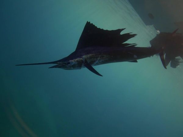 Sport Fishing TV - Winter Isle
