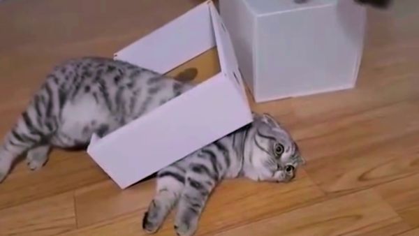 Ridiculousness - Chanel e Sterling Parte 37