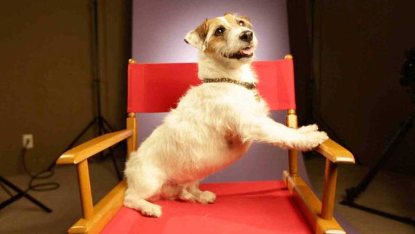 My Pet's Gone Viral - Episode 5
