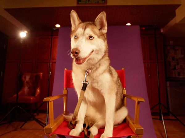 My Pet's Gone Viral - Episode 5