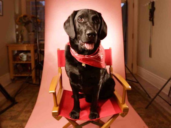 My Pet's Gone Viral - Episode 4