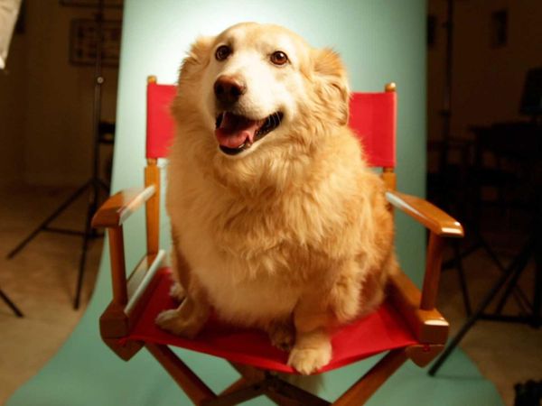 My Pet's Gone Viral - Episode 2