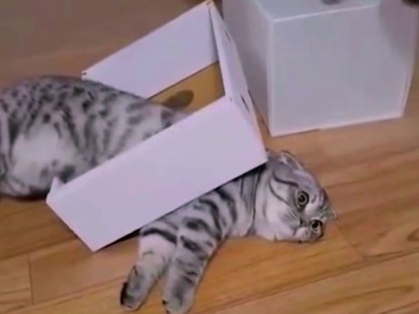 Ridiculousness - Chanel y Sterling XXXVII