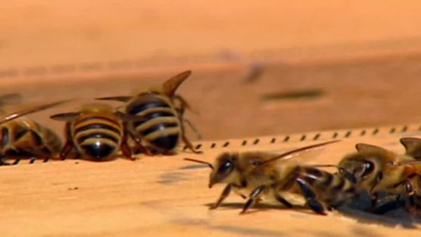 Did You See That? - Aunt Bee Sting