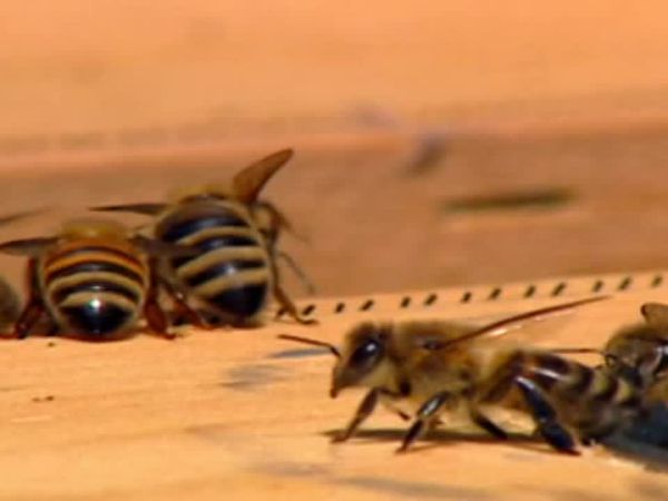 Did You See That? - Aunt Bee Sting