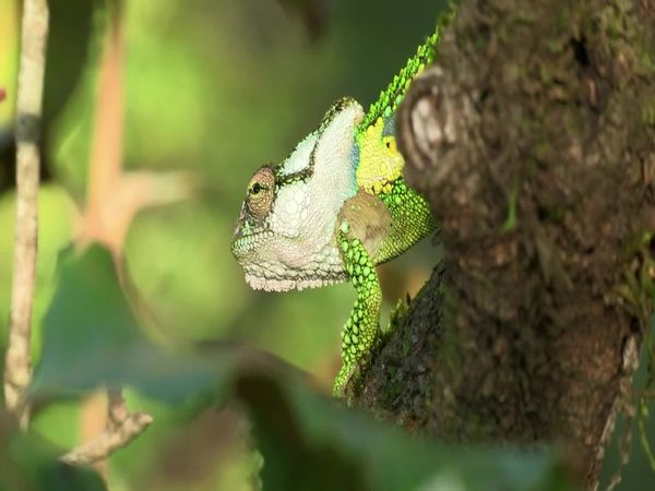 Siyaya: bienvenidos a la naturaleza - La "ruta jardín" - Parte 2: El bosque encantado