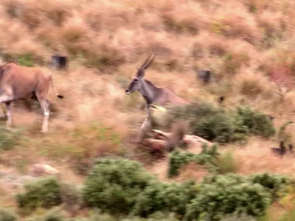 Siyaya: bienvenidos a la naturaleza - El "Golden gate" - Parque nacional "Golden gate highlands"
