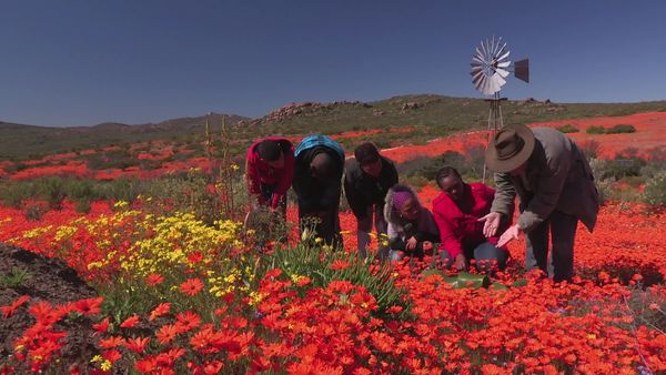Siyaya: bienvenidos a la naturaleza - El desierto floreciente - Parque nacional "Namaqua"
