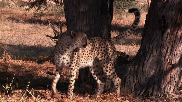 Siyaya: bienvenidos a la naturaleza - Cuando la luna habla - Parque transfronterizo "Kgalagadi"