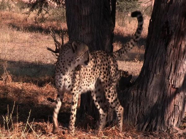 Siyaya: bienvenidos a la naturaleza - Cuando la luna habla - Parque transfronterizo "Kgalagadi"