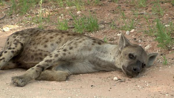 Siyaya: bienvenidos a la naturaleza - Dentro de "Thirstland" - Parque transfronterizo "Kgalagadi"