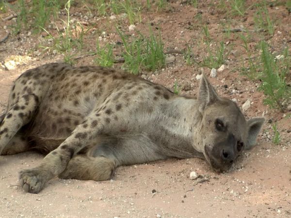 Siyaya: bienvenidos a la naturaleza - Dentro de "Thirstland" - Parque transfronterizo "Kgalagadi"