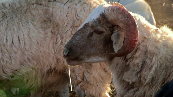 Siyaya: bienvenidos a la naturaleza - El nido de la serpiente - Parque transfronterizo "Richtersveld"