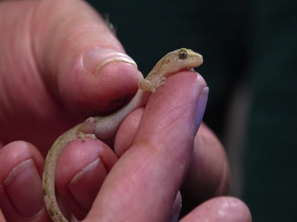 Siyaya: bienvenidos a la naturaleza - "Robberg" - La exploración continúa