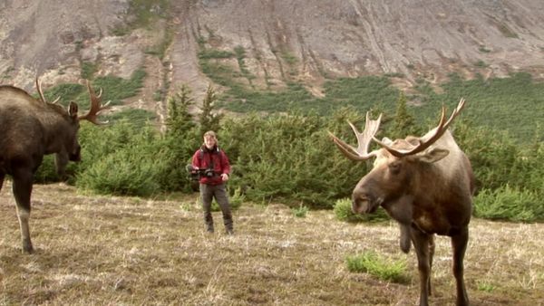 Wild Moments - Dangerous and Deadly I