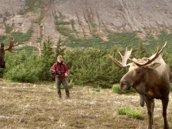 Wild Moments - Dangerous and Deadly I