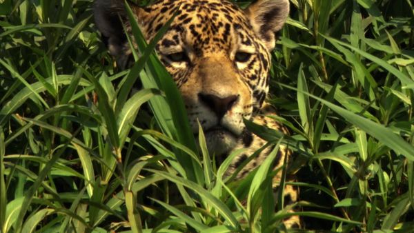 Wild Moments - Dangerous and Deadly II