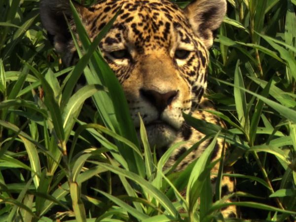 Wild Moments - Dangerous and Deadly II