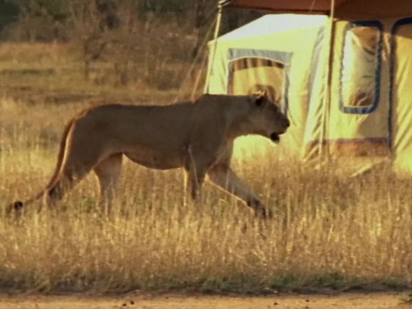Wild Moments - Dangerous and Deadly III