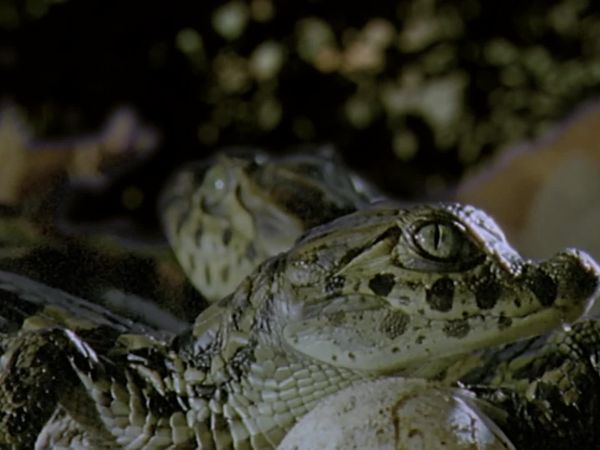 Wild Moments - Wildlife Warriors