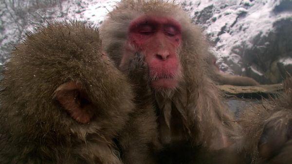 Wild Moments - Funny Encounters II