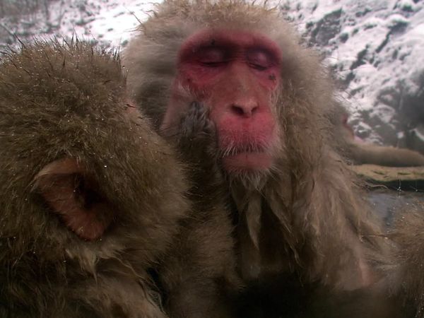 Wild Moments - Funny Encounters II