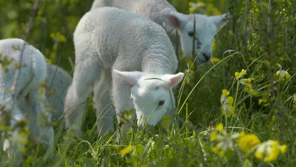 Wild Moments - Four Seasons - Many Traditions: Spring & Summer