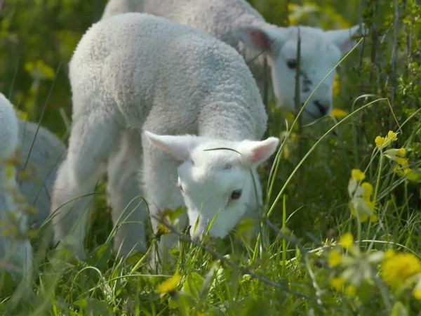 Wild Moments - Four Seasons - Many Traditions: Spring & Summer