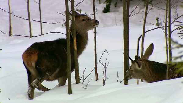 Wild Moments - Four Seasons - Many Traditions: Autumn and Winter