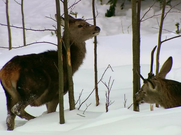 Wild Moments - Four Seasons - Many Traditions: Autumn and Winter