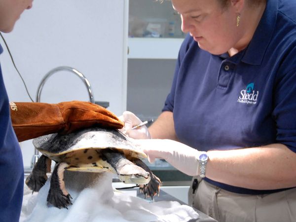 Dyrehageveterinærer - Claws, Paws, And Fins