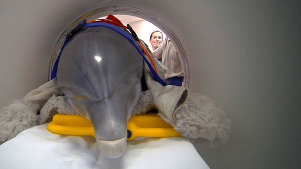 Dyrehageveterinærer - Fangs, Flippers And Tusks