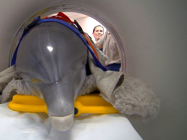 Dyrehageveterinærer - Fangs, Flippers And Tusks