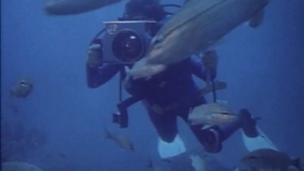Sharks - Danger In the Sea - The Shark Hunters
