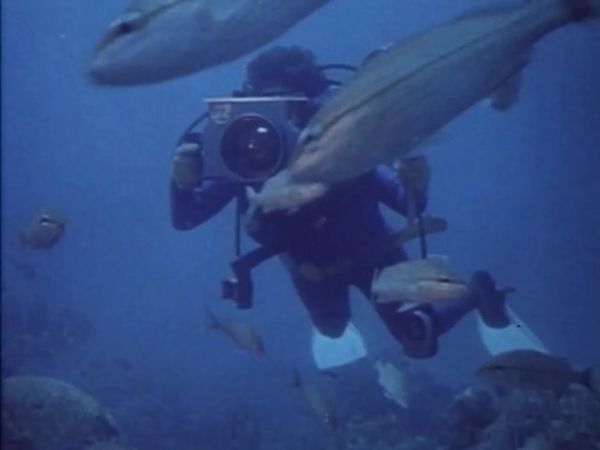Sharks - Danger In the Sea - The Shark Hunters