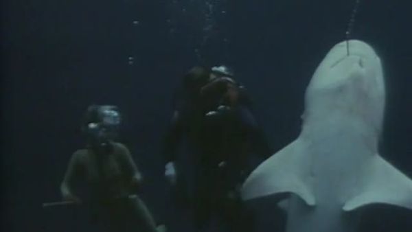 Sharks - Danger In the Sea - Shark Killers