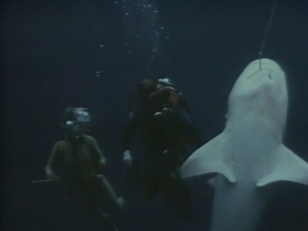 Sharks - Danger In the Sea - Shark Killers