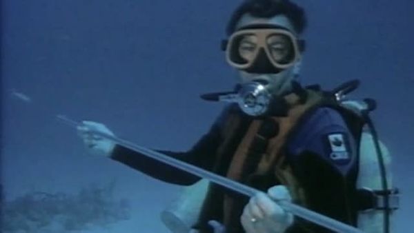 Sharks - Danger In the Sea - Shark Reef