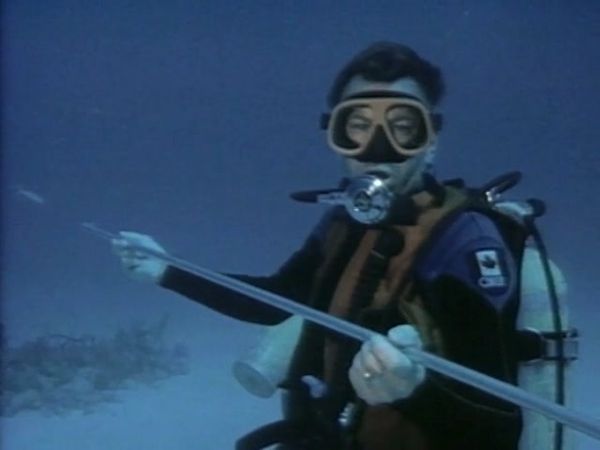 Sharks - Danger In the Sea - Shark Reef